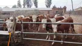 安徽肉牛犊养殖首选 山西神华牧业
