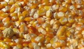 民发收大量玉米