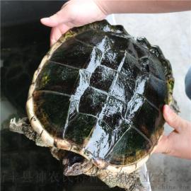 鳄龟 大 食用龟 小鳄龟龟活体 肉龟重5斤以上