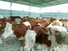 江西养殖场出售西门塔尔牛犊吗西门塔尔牛犊多少钱