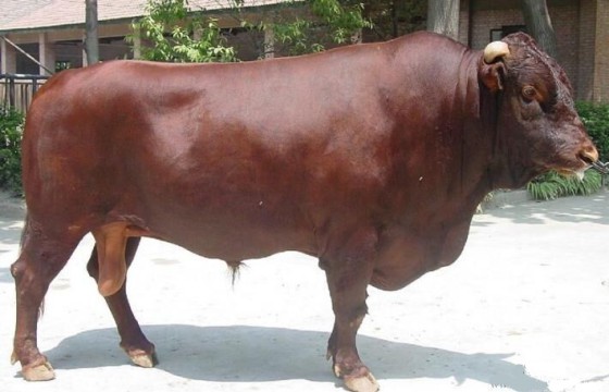 菏泽齐天养牛场供应500头3个月的肉牛犊